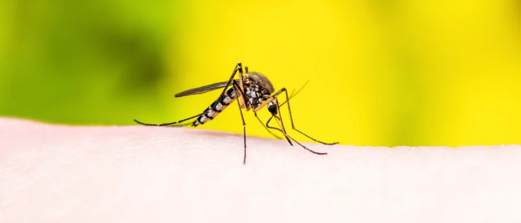 Chikungunya O Que Você Precisa Saber Sobre Sintomas, Tratamento e Prevenção