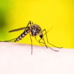 Chikungunya O Que Você Precisa Saber Sobre Sintomas, Tratamento e Prevenção