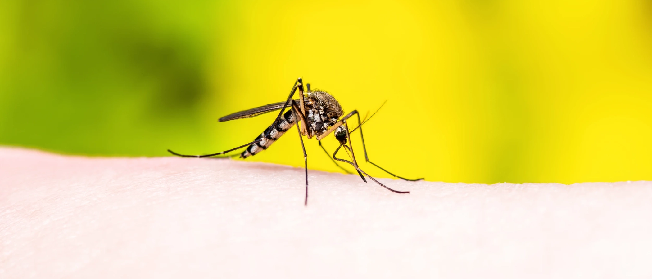 Chikungunya O Que Você Precisa Saber Sobre Sintomas, Tratamento e Prevenção