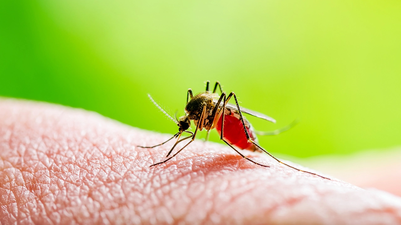 Dengue O Que É, Sintomas, Tratamento e Como Prevenir